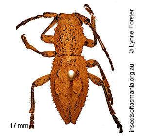 Dorcadida bilocularis