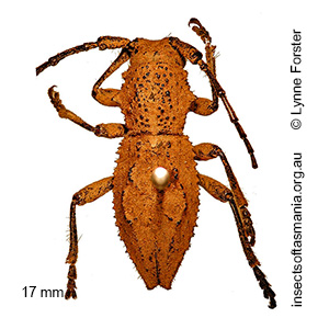 Dorcadida bilocularis