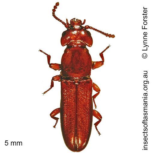 Species image