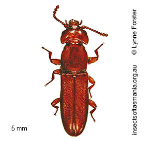 Dryocora cephalotes