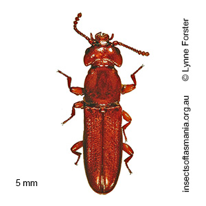 Dryocora cephalotes