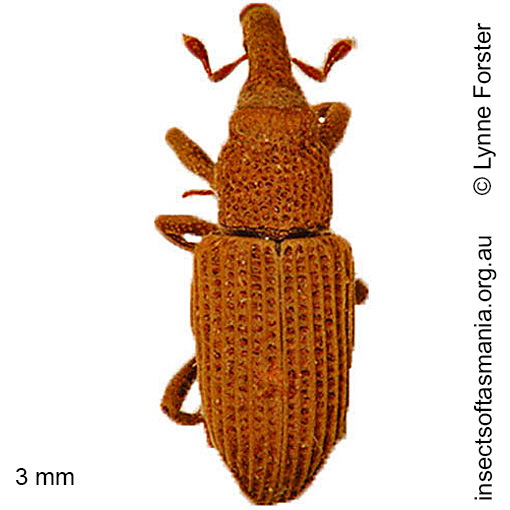 Species image