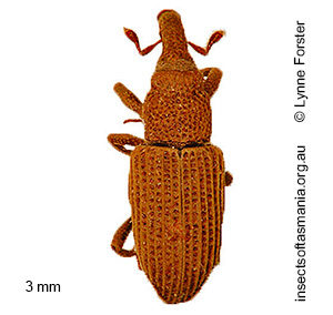 Dryophthorus ECZ sp 01
