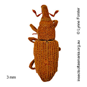 Dryophthorus ECZ sp 01
