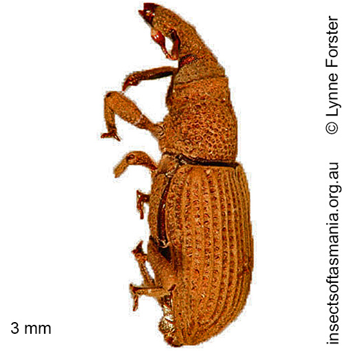 Species image