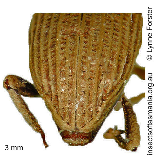 Species image