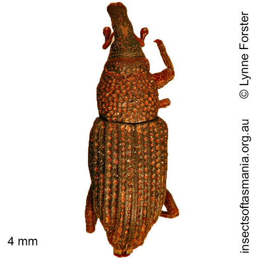 Species image