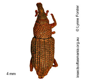 Dryophthorus ECZ sp 02