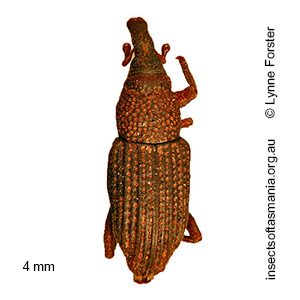 Dryophthorus ECZ sp 02