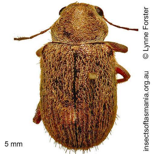 Species image