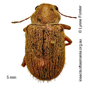 Edusella TFIC sp 01