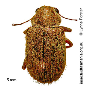 Edusella TFIC sp 01