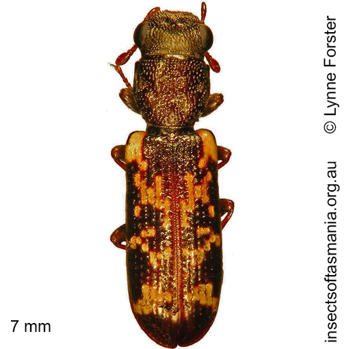 Species image