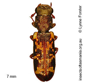 Egolia variegata