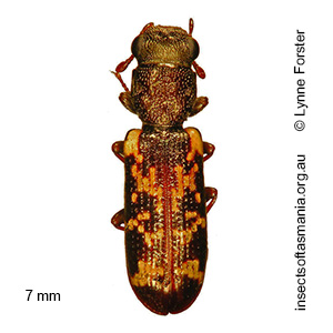 Egolia variegata