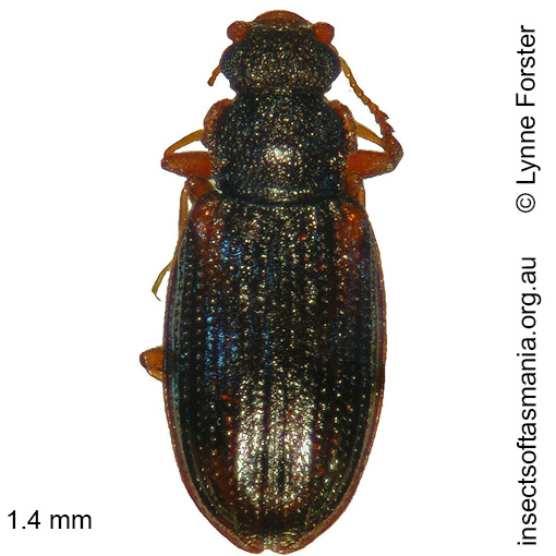 Species image