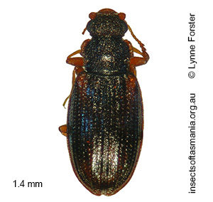 Enicmus REIKE sp nov 2