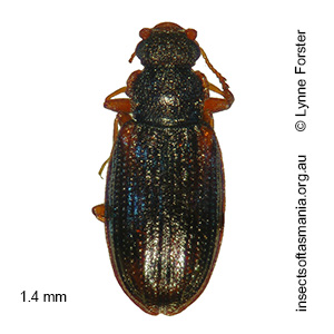 Enicmus REIKE sp nov 2