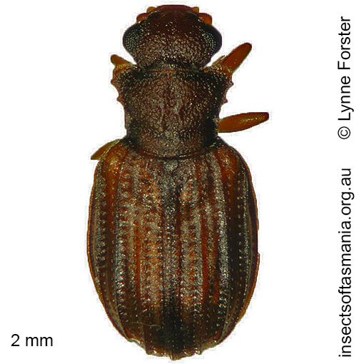 Species image