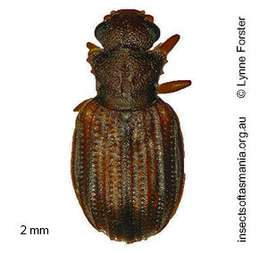 Enicmus REIKE sp nov 3
