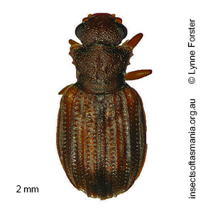 Enicmus REIKE sp nov 3