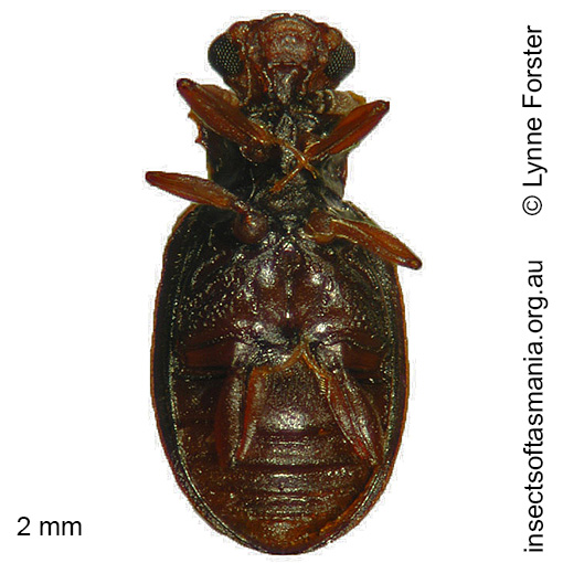 Species image