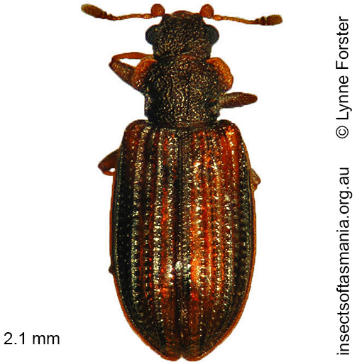 Species image