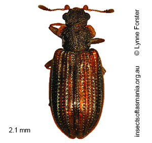 Enicmus priopterus