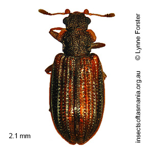 Enicmus priopterus