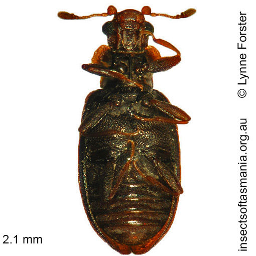 Species image