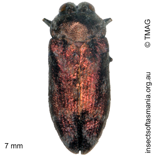 Species image