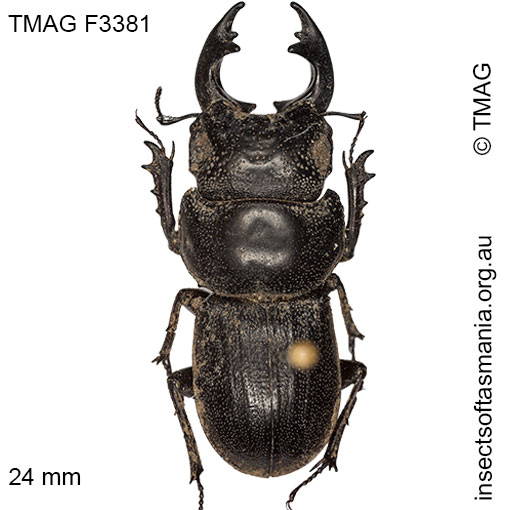 Species image