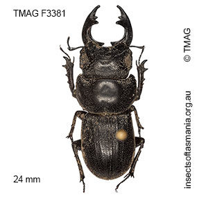 Hoplogonus bornemisszai