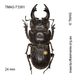 Hoplogonus bornemisszai