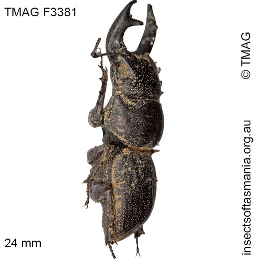 Species image
