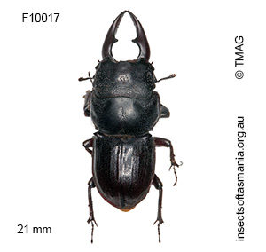 Hoplogonus simsoni