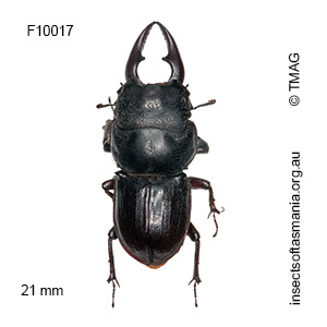 Hoplogonus simsoni