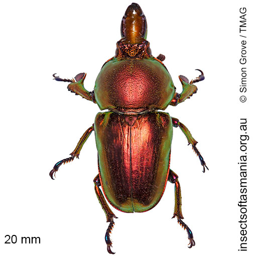 Species image