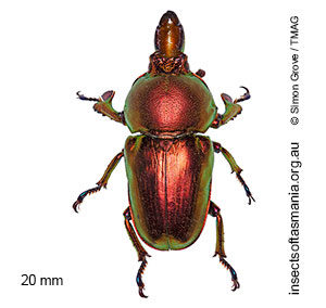 Lamprima aurata