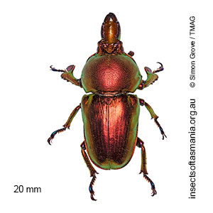 Lamprima aurata