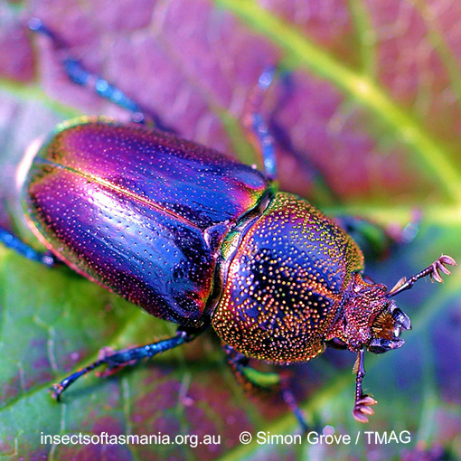 Species image