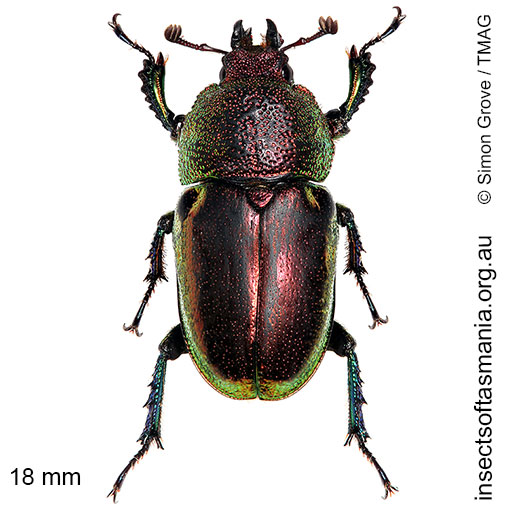 Species image