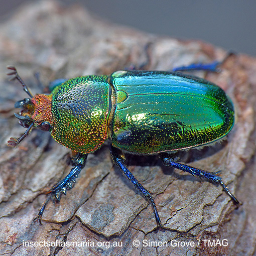 Species image