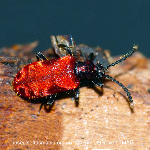 Species image