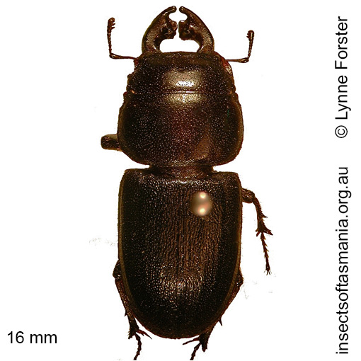Species image