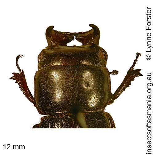Species image