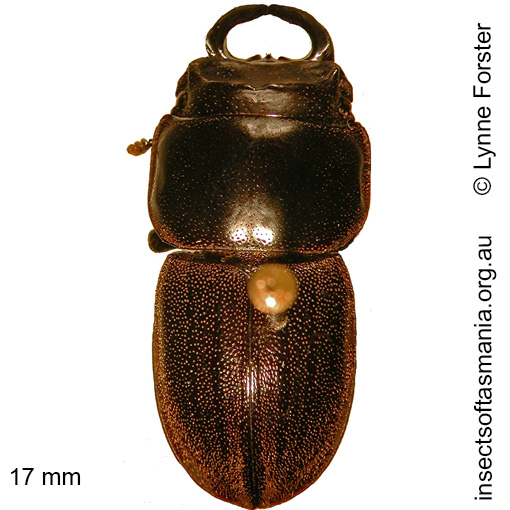 Species image