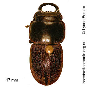 Lissotes contortus MOORE MS NAME