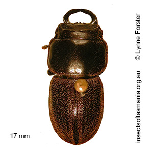 Lissotes contortus MOORE MS NAME