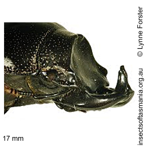 Species image